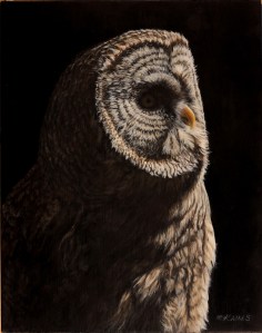 Owl by Kain Shannon