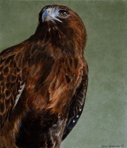 Red Tailed Hawk by Kain Shannon