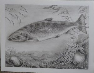 Atlantic Salmon by Katerina Mayenfels