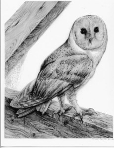 Barn Owl by Katerina Mayenfels