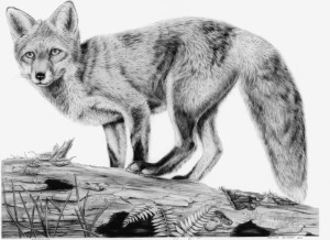 Fox on Log by Katerina Mayenfels