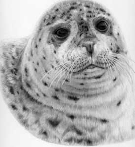 Harbour Seal by Katerina Mayenfels