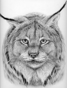Lynx by Katerina Mayenfels