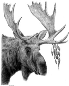 Moose by Katerina Mayenfels
