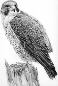 Peregrine Falcon by Katerina Mayenfels