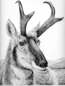 Pronghorn by Katerina Mayenfels