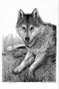 Reclining Wolf by Katerina Mayenfels