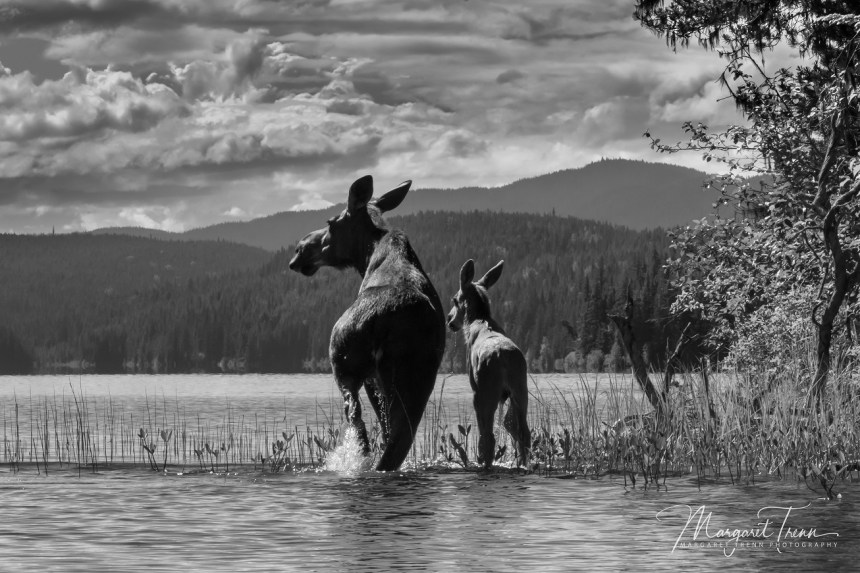 moose and calf - brown bear lake by margaret trenn