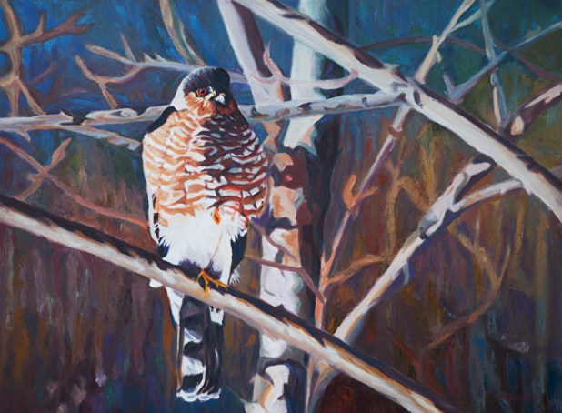 Coopers Hawk by Sherry Nielsen